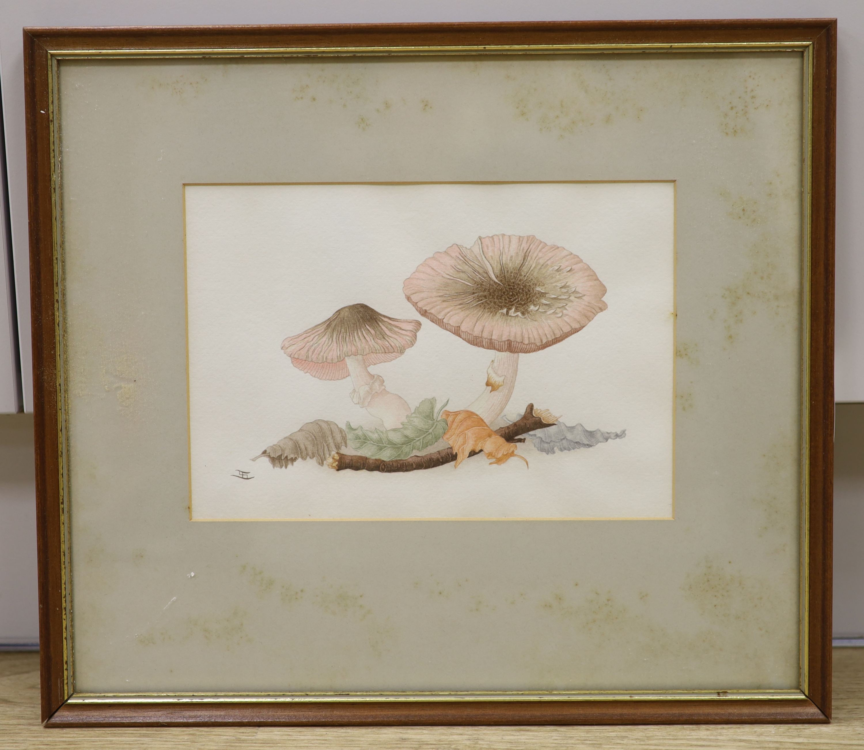 English School, watercolour on paper, Study of toadstools, monogrammed, 17 x 25cm 17cm x 25cm